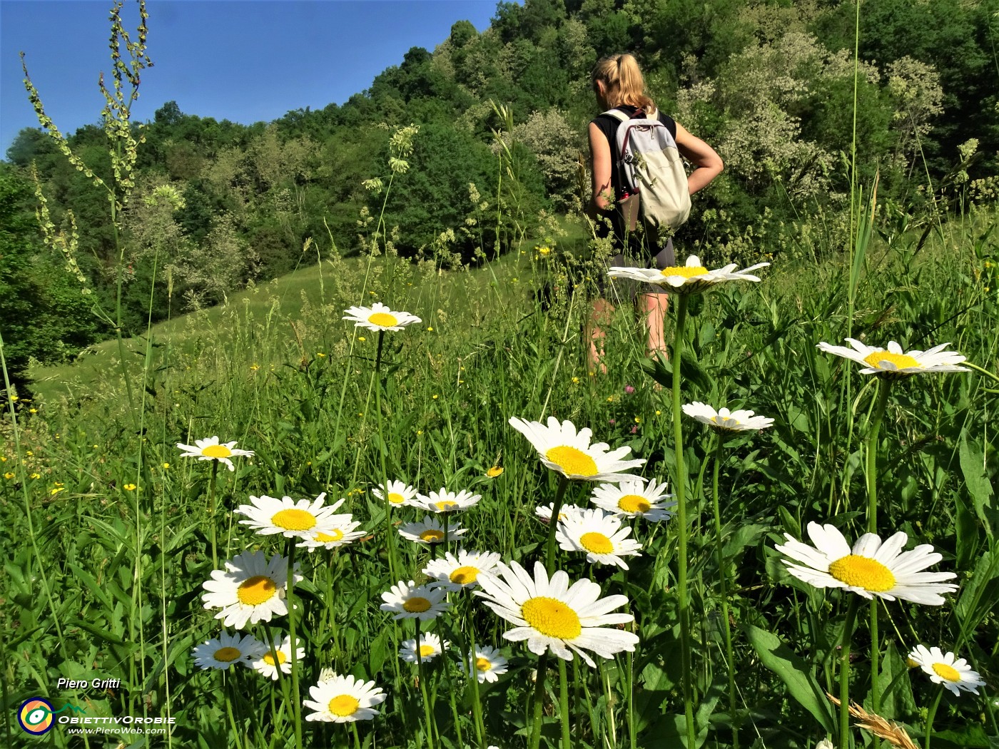 31 Nel verde prato bianche margherite.JPG